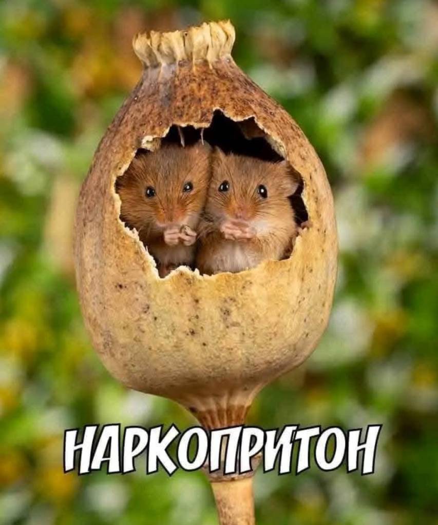 Наркопритон зсередини: захаращена кімната, де систематично збираються для вживання
