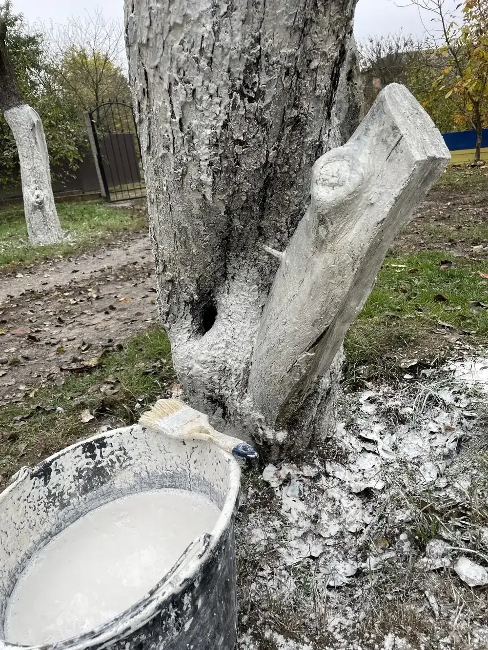 Ведро с извёсткой возле ствола побелённого дерева